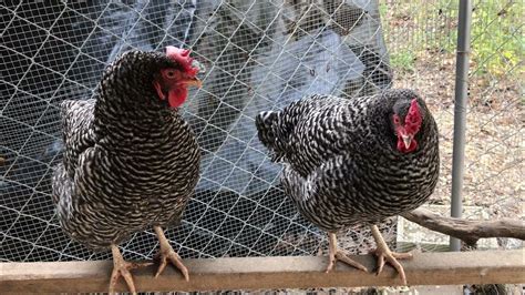 dominique pullets for sale|dominique chicken vs barred rock.